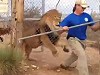 Lion Handler Says Its Important To Never Show Fear