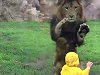 Lion Tries To Eat The Fuck Out Of A Toddler At Chiba Zoological Park
