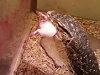 Lizard Absolutely Destroys Dinner In The Most Horrific Way Possible
