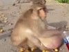 Macaque Colony Seem To Be Facing An Obesity Epidemic
