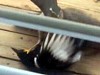 Magpies Try To Rescue Their Mate From A Hawk