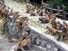 Monkeys Try To Settle It With A Gang War