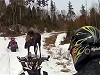 Moose Hates Snowmobilers