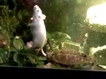 Mouse Becomes Turtle Dinner
