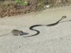 Mummy Rat Attacks A Snake To Get Her Baby Back