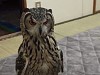 Owl Wants To Know WTF You Are Up To