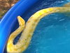 Parents Have No Probs Letting Their Girl Swim With A Giant Python