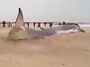 People Look On Helplessly At A Stranded Whale
