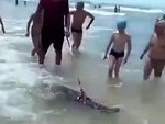 Pet Crocodile Loves Meeting People On The Beach
