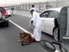 Pet Tiger Escapes On To The Freeway In Qatar