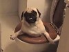 Pug Somehow Got Itself In The Toilet