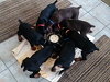 Puppies Feeding Time Daisy Wheel