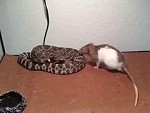 Rattle Snake Fucks Dinner Up In No Time
