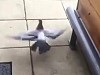 Rescued Pigeon Release Does Not Go As Planned