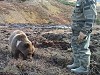 Russian Bears Are Surprisingly Friendly