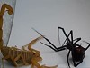 Scorpion Vs Black Widow Is No Contest