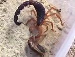 Scorpions Attacks Are Horrifying
