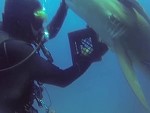 Scuba Diver Helps A Shark Get Unhooked
