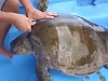 Sea Turtle Is Proof That Never Fucking Litter