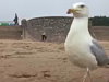 Seagull Steals A Girls Phone
