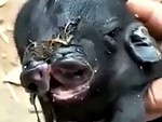 Severely Deformed Pig Would You Still Eat It
