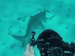 Shark Attempts To Chow Down On A Turtle And Diver
