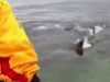 Shark Gives Fishermen An Amazing Close Encounter