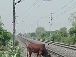 Silly Cow Is Completely Oblivious To The Very Noisy Train
