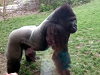 Silverback Gorilla Is Not In The Mood For Visitors
