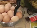 Snake Came In The House Because Motherfucking Eggs
