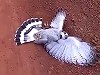 Snake Caught Himself A Hawk