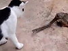 Snake Has To Fight A Cat Whilst Being Eaten By A Frog