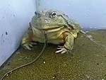 So Toads Are Pretty High Up The Food Chain
