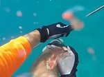 Spearfisherman Attacked By A Hungry Shark Caught On GoPro

