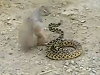 Squirrel Vs Snake Who Will Win