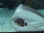 Stingray Ambitiously Trying To Eat A Fish
