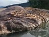 Strange Sea Monster Carcass Discovered In Indonesia
