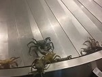 There's Crabs On The Baggage Collection
