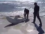 They Drag A Huge Beached Shark Back Into The Ocean
