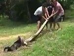 They Go After A Huge Snake To Get Their Dog Back Wow
