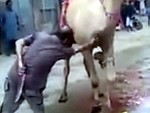 They Try To Slaughter A Camel But The Camel Fights Back