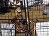 Tiger Tries To Eat Handler In Front Of Terrified Families