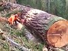 Tree Chopper Sends A Log Down The Hill