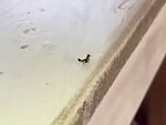 When An Ant Has Had Enough Of Someone's Shit

