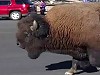 Wild Bison Pay Tourists A Surprise Visit
