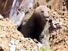 Workers Rescue A Very Pissed Off Bear From A Pipe