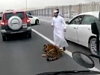 Your Tiger Escaping The Car Whilst Driving Is Normal In Saudi
