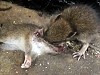 Zombie Rats Eat The Brains Of Their Dead Mates