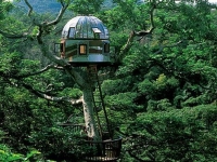 Amazing Treehouses 11