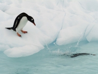 Beautiful Antarctica 05